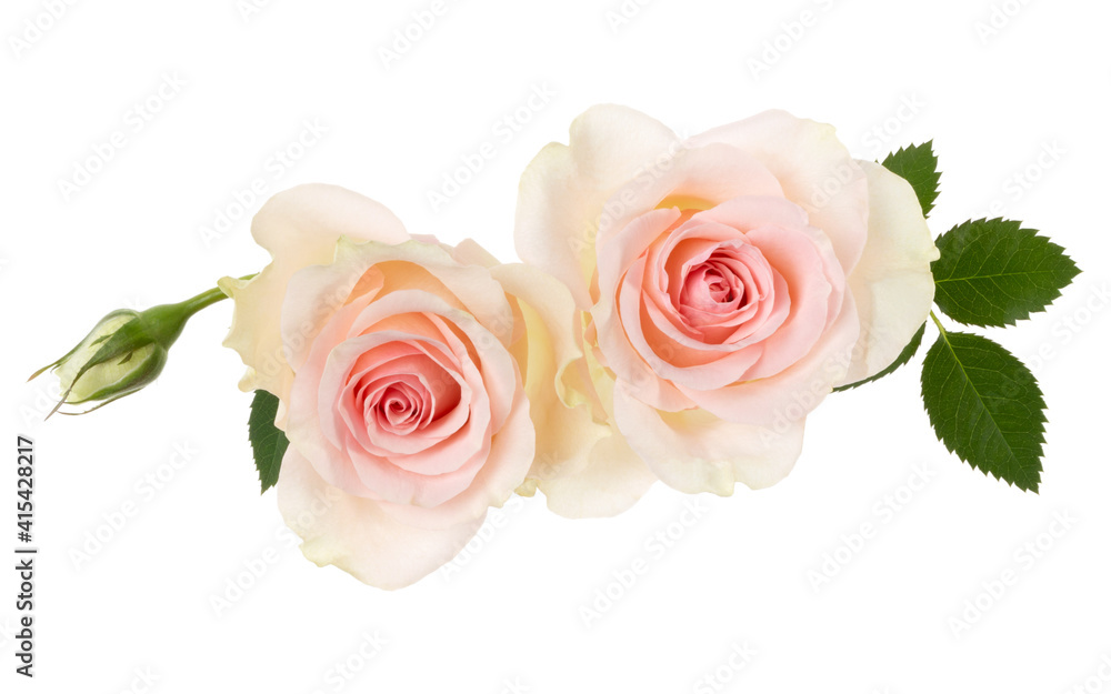 two pink roses isolated on white background closeup. Rose flower bouquet in air, without shadow. Top view, flat lay. two pink roses isolated on white background closeup. Rose flower bouquet in air, without shadow. Top view, flat lay.