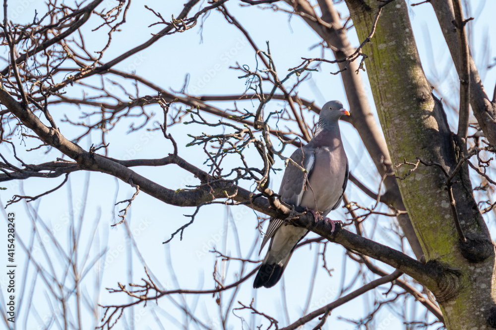 Wood pigeon perching in a tree during the winter Wood pigeon perching in a tree during the winter