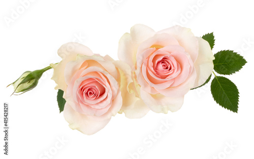 two pink roses isolated on white background closeup. Rose flower bouquet in air  without shadow. Top view  flat lay.
