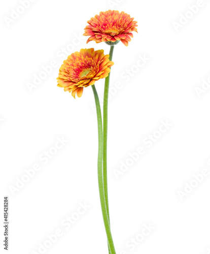 two Vertical orange gerbera flowers with long stem isolated on white background