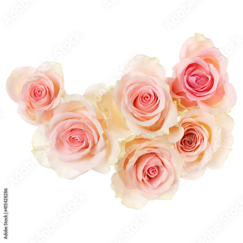 pink roses isolated on white background closeup. Rose flower bouquet in air, without shadow. Top view, flat lay.