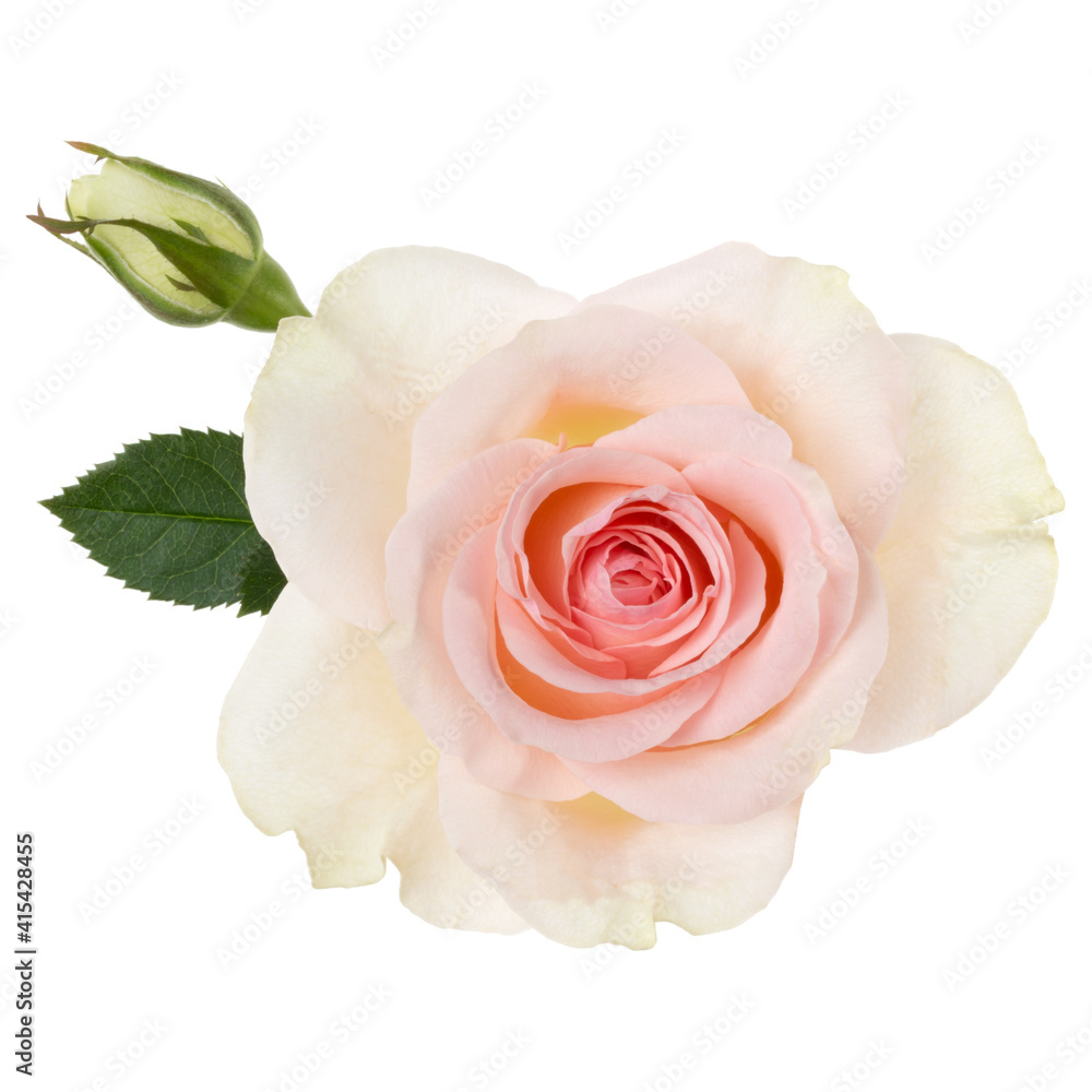 Pink rose isolated on white background closeup. Rose flower head in air, without shadow. Top view, flat lay. Pink rose isolated on white background closeup. Rose flower head in air, without shadow. Top view, flat lay.