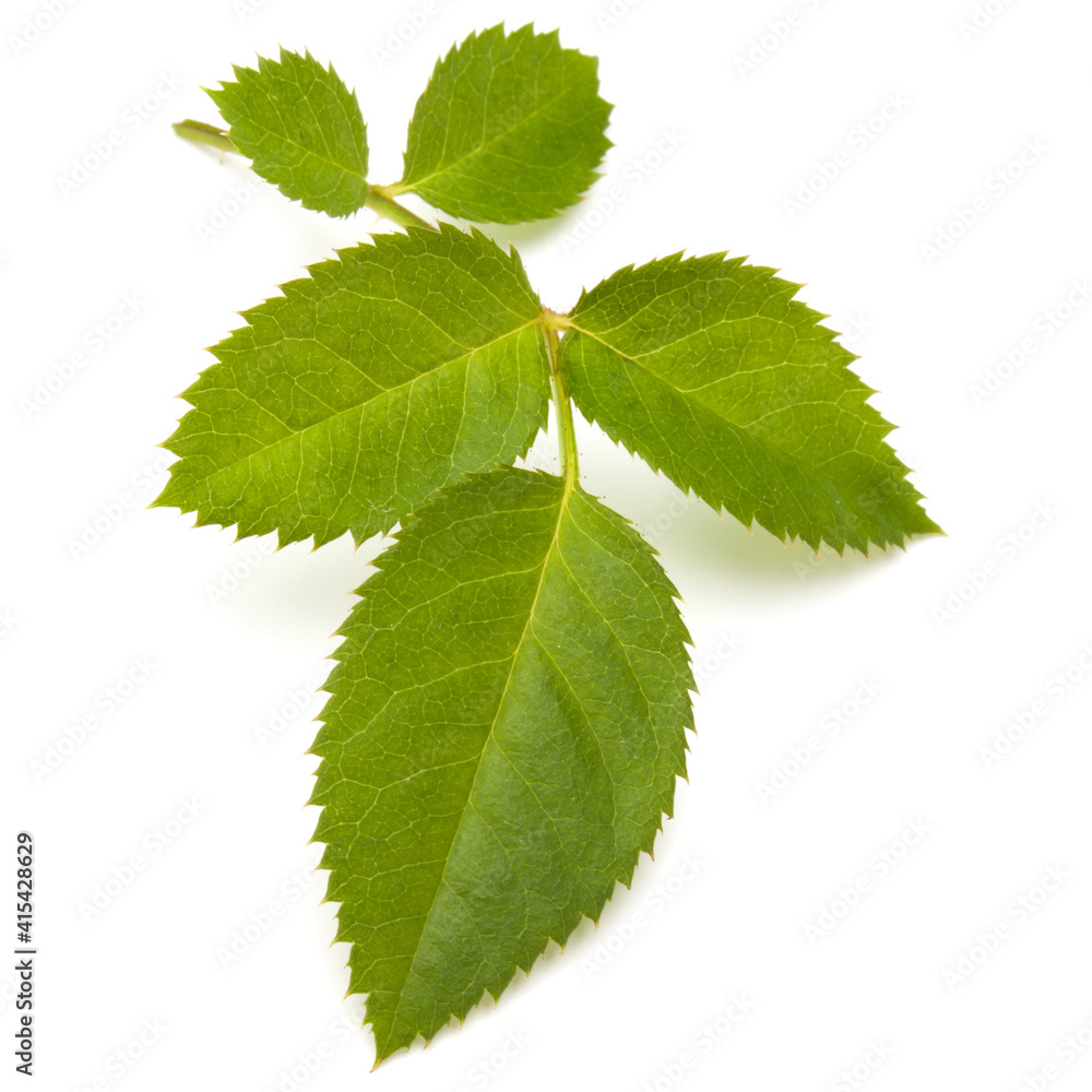 Green rose leaf isolated on white background cutout Green rose leaf isolated on white background cutout
