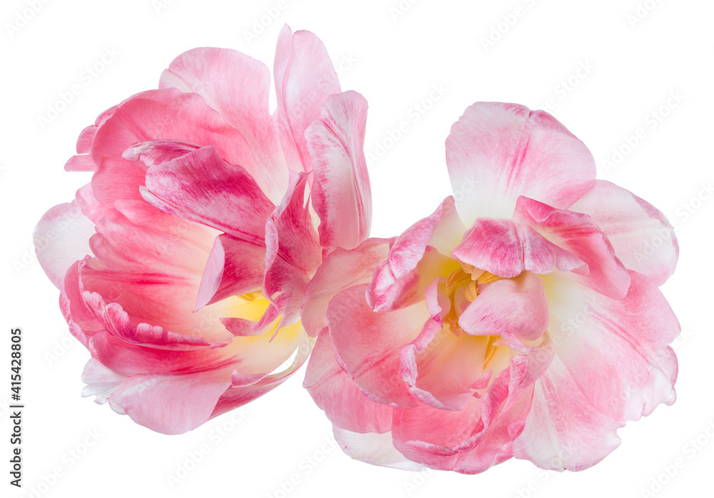 Bouquet of two spring pink tulips flowers isolated on white background closeup. Flowers bunch in air, without shadow. Top view, flat lay.