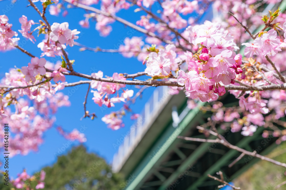 Obraz premium 静岡県賀茂郡河津町 河津ループ橋と上条の河津桜