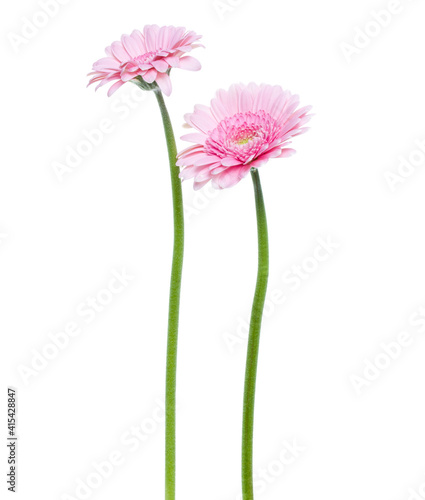 two Vertical pink gerbera flowers with long stem isolated on white background