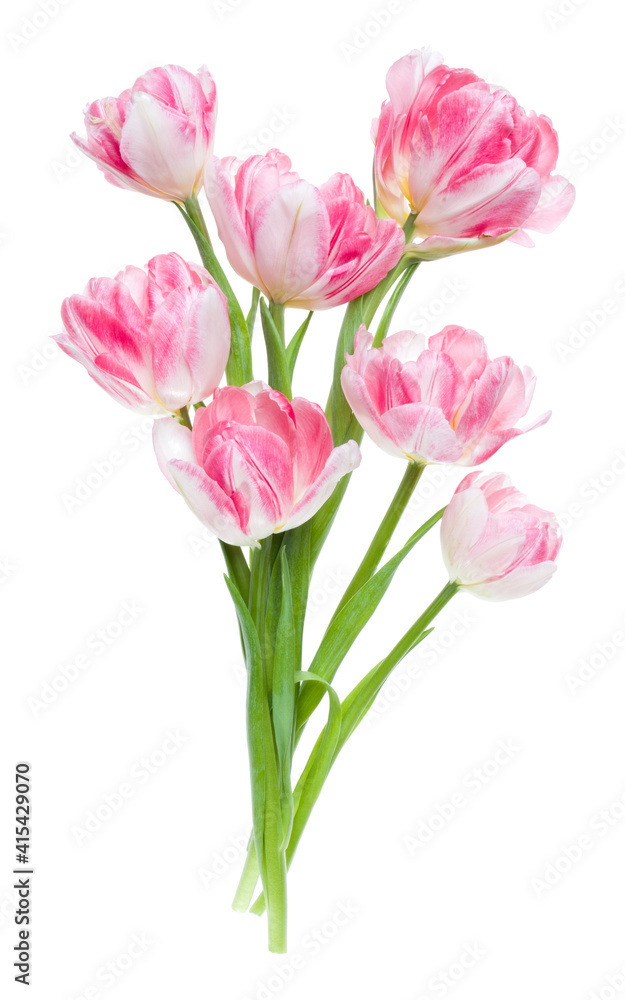 Bouquet of spring pink tulips flowers isolated on white background closeup. Flowers bunch in air, without shadow. Top view, flat lay.