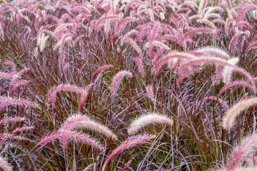 Obraz na płótnie A field of Purple Fountain Grass (Pennisetum setaceum rubrum) in the summer sun. w salonie