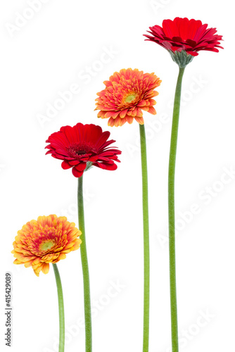 Vertical   gerbera flowers with long stem isolated on white background. Spring bouquet.