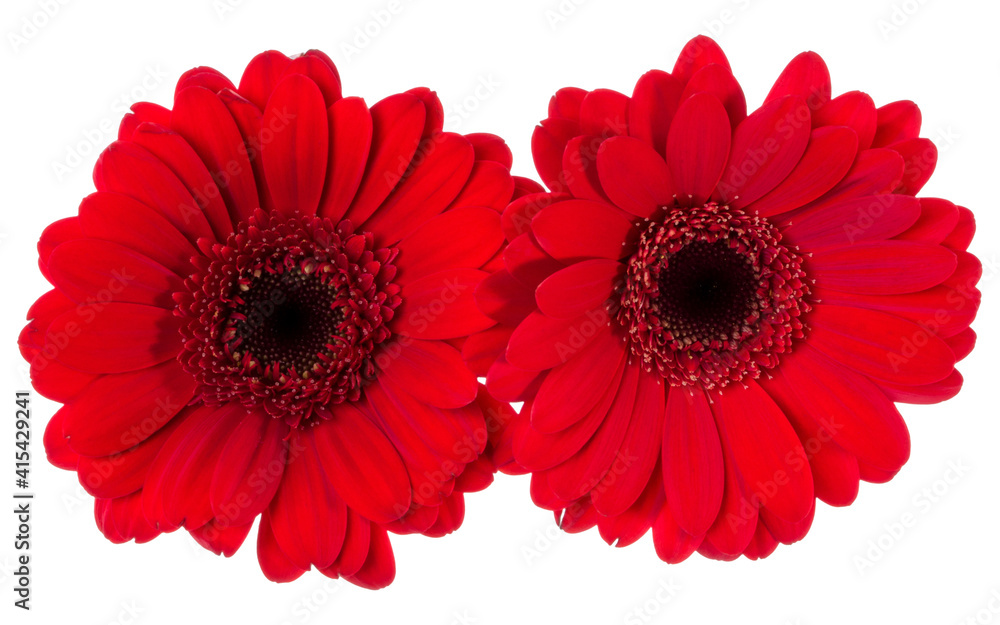 Bouquet of two red tulips flowers isolated on white background closeup. Flowers bunch in air, without shadow. Top view, flat lay. Bouquet of two red tulips flowers isolated on white background closeup. Flowers bunch in air, without shadow. Top view, flat lay.