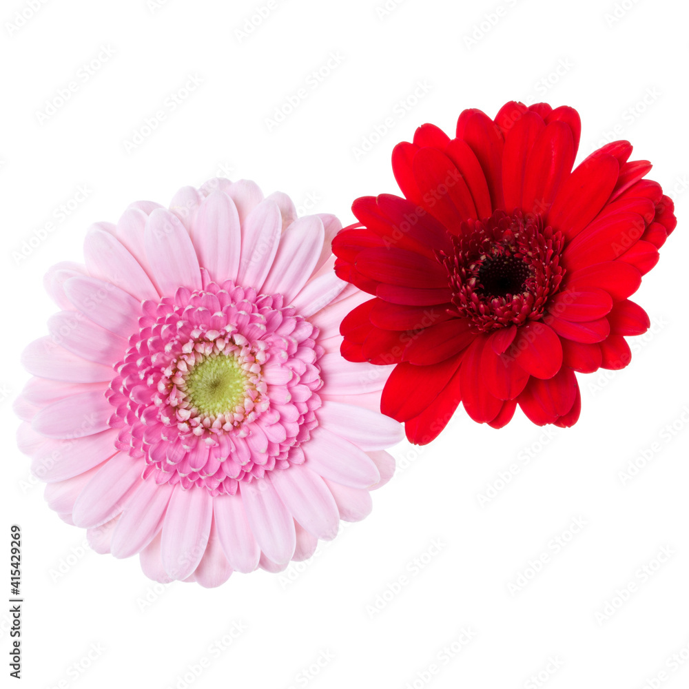 Bouquet of two   pink and red and red tulips flowers isolated on white background closeup. Flowers bunch in air, without shadow. Top view, flat lay.
