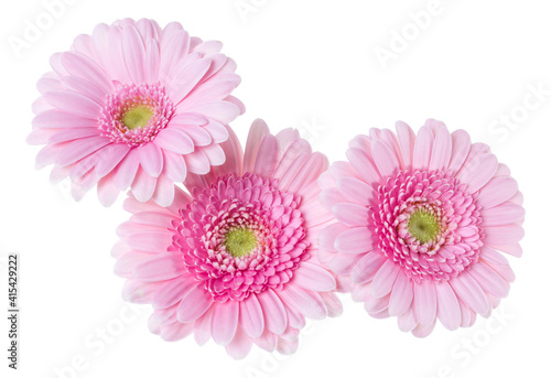 Three   pink gerbera flower heads isolated on white background closeup. Gerbera in air  without shadow. Top view  flat lay.