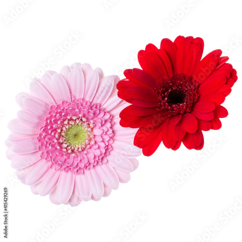 Bouquet of two   pink and red and red tulips flowers isolated on white background closeup. Flowers bunch in air  without shadow. Top view  flat lay.