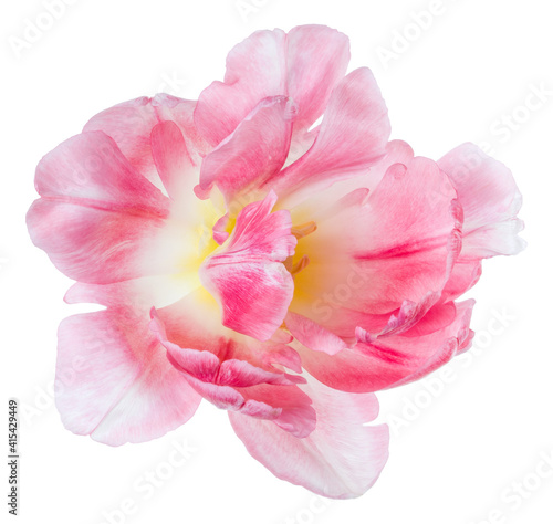 spring pink tulip flower head isolated on white background closeup. Tulip in air, without shadow. Top view, flat lay.