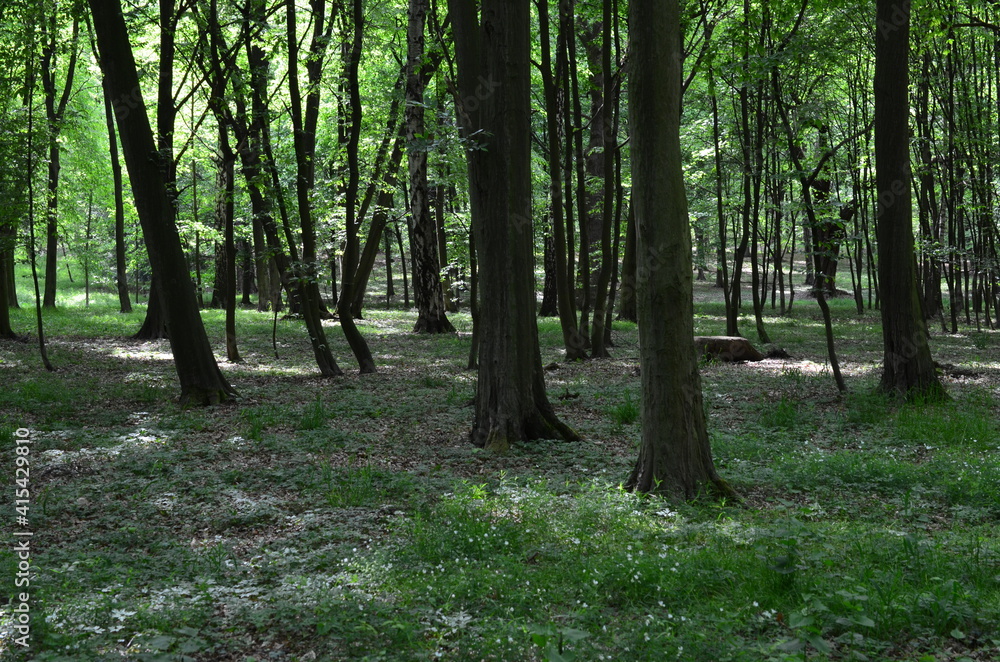 Fototapeta premium Wysokie drzewa w parku wczesną wiosną, świeża zieleń, Park Leśnicki, Wrocław