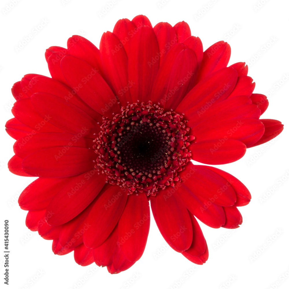 red gerbera flower head isolated on white background closeup. Gerbera in air, without shadow. Top view, flat lay. .