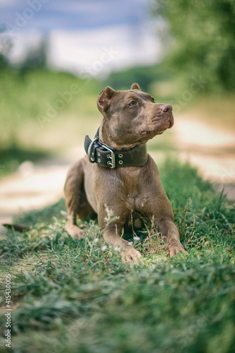 The formidable pit bull terrier lies on the grass in the field.