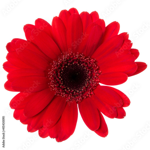 red gerbera flower head isolated on white background closeup. Gerbera in air, without shadow. Top view, flat lay. .