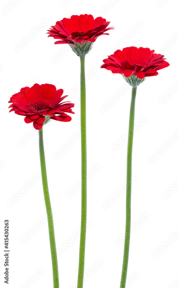 Obraz premium three Vertical red gerbera flowers with long stem isolated on white background..