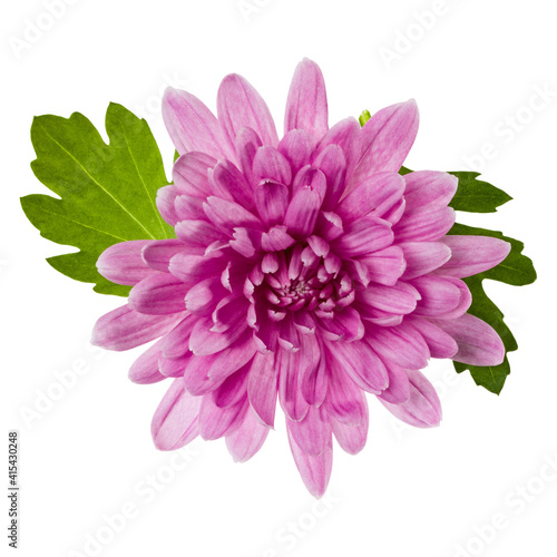 one chrysanthemum flower head with green leaves isolated on white background closeup. Garden flower, no shadows, top view, flat lay. ..