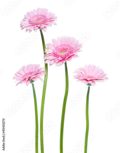 Vertical pink gerbera flowers with long stem isolated on white background. Spring bouquet. ..