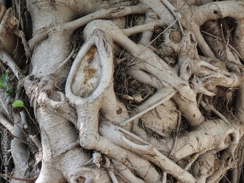 Banyan tree bark texture close-up. Exotic tropical giant plant Ficus Bengal in winter in Israel.