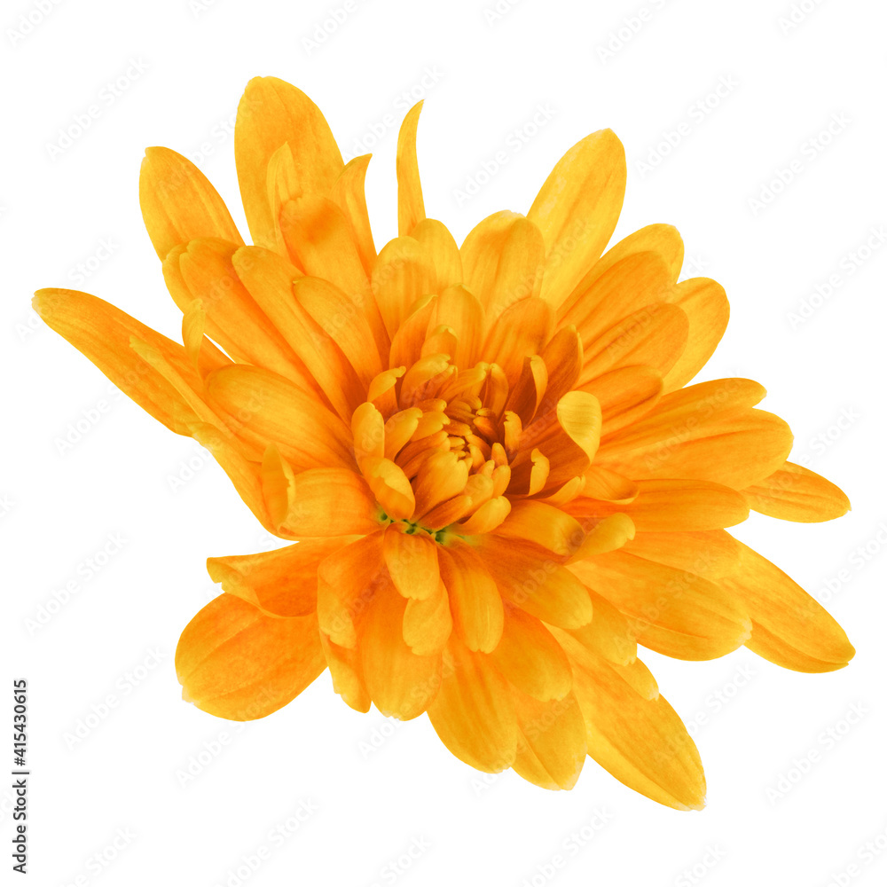 one chrysanthemum flower head isolated over white background closeup. Garden flower, no shadows, top view, flat lay. . one chrysanthemum flower head isolated over white background closeup. Garden flower, no shadows, top view, flat lay. .