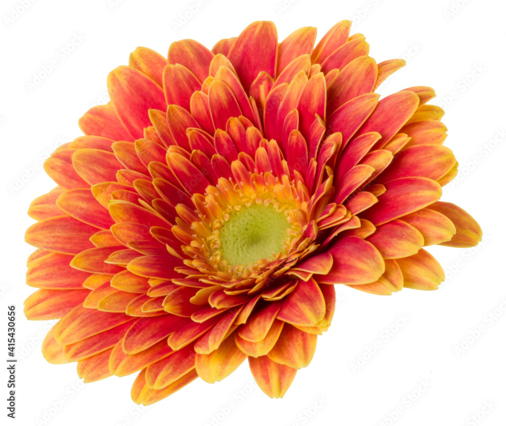 orange gerbera flower head isolated over white background closeup. Gerbera in air, without shadow. Top view, flat lay. . orange gerbera flower head isolated over white background closeup. Gerbera in air, without shadow. Top view, flat lay. .