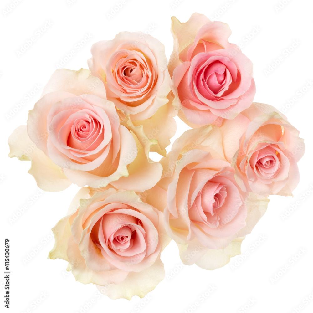 pink roses isolated over white background closeup. Rose flower bouquet in air, without shadow. Top view, flat lay.. pink roses isolated over white background closeup. Rose flower bouquet in air, without shadow. Top view, flat lay..