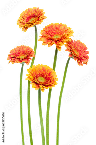 Vertical orange gerbera flowers with long stem isolated over white background. Spring bouquet. .