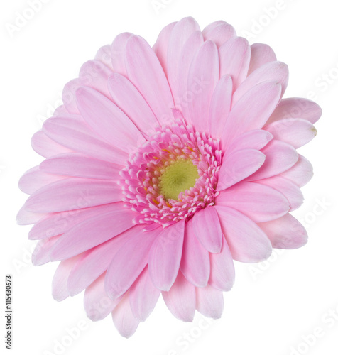   pink gerbera flower head isolated over white background closeup. Gerbera in air  without shadow. Top view  flat lay. .