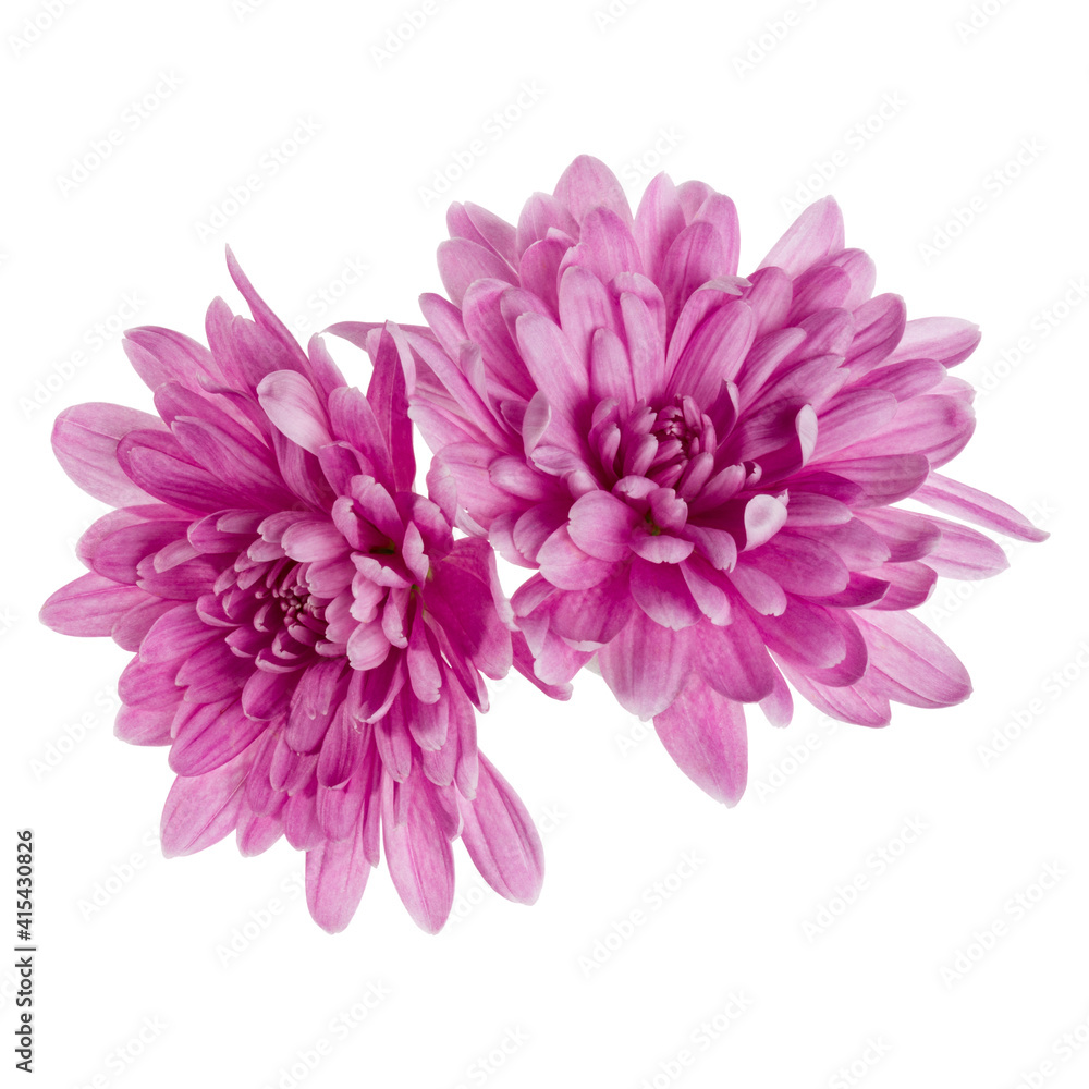 two chrysanthemum flower heads isolated on white background closeup. Garden flower, no shadows, top view, flat lay.