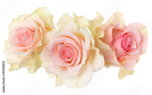 three pink roses isolated on white background closeup. Rose flower bouquet in air  without shadow. Top view  flat lay.