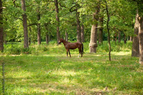 Fairy tale horse in summer green oak wood. Place for text