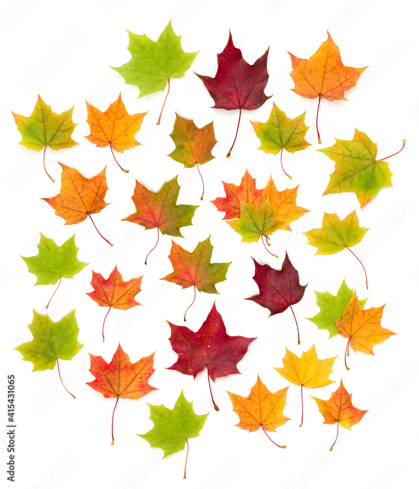 Fototapeta premium colorful autumn maple leaf isolated on white background