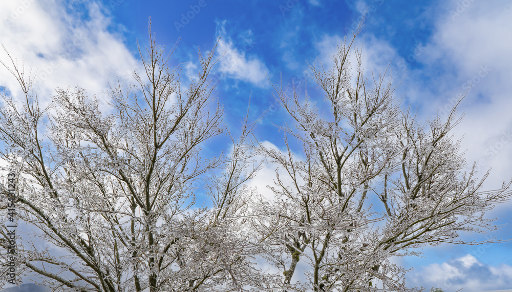 A tree in a residential area covered with ice after a freezing rain ice storm, focus is soft when looking through ice A tree in a residential area covered with ice after a freezing rain ice storm, focus is soft when looking through ice
