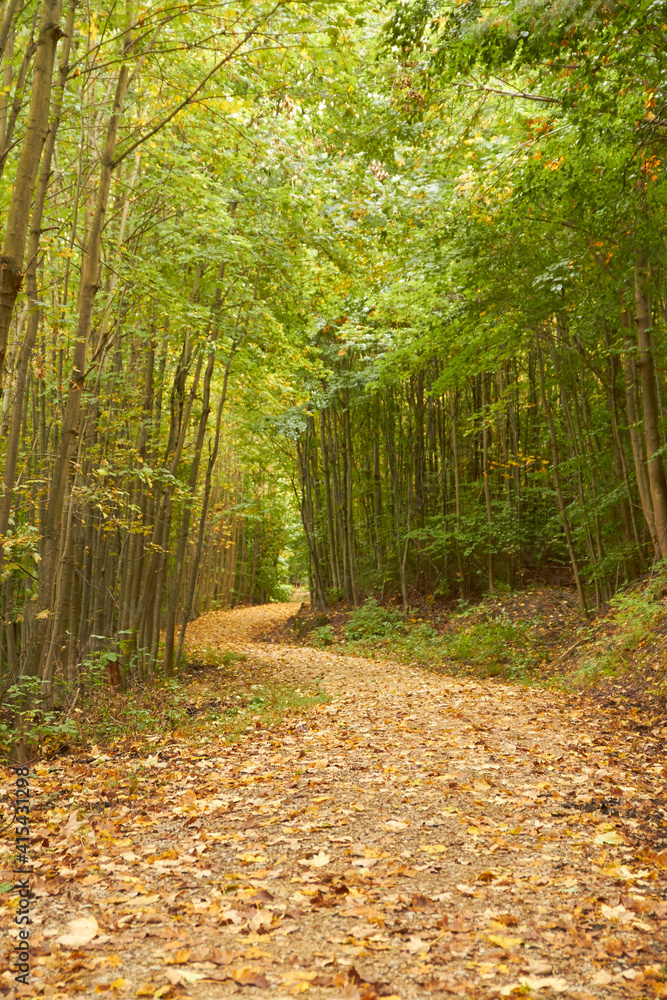 a winding path covered by leaves in the forest a winding path covered by leaves in the forest