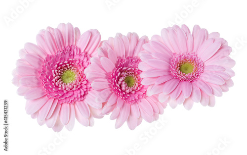 Three   pink gerbera flower heads isolated over white background closeup. Gerbera in air  without shadow. Top view  flat lay. .