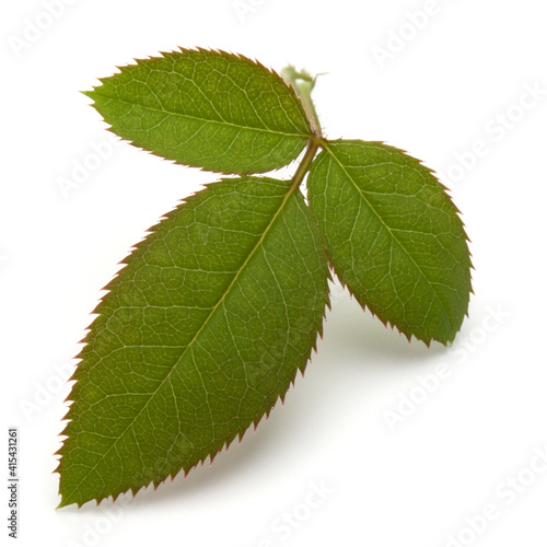 Green rose leaf isolated over white background cutout .