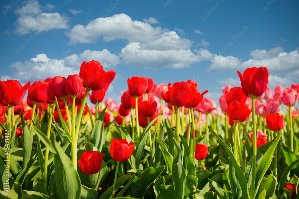 red tulip garden spring day. Blue sky with white puffy clouds.  Horizontal outdoor garden
