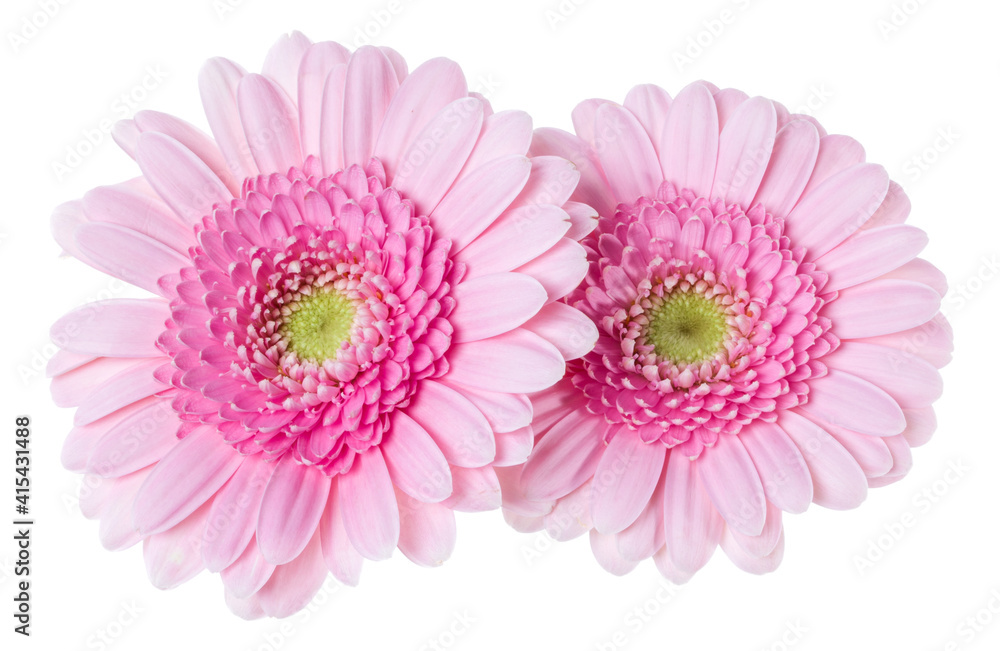 Bouquet of two pink tulips flowers isolated over white background closeup. Flowers bunch in air, without shadow. Top view, flat lay. . Bouquet of two pink tulips flowers isolated over white background closeup. Flowers bunch in air, without shadow. Top view, flat lay. .