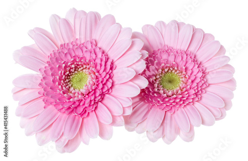 Bouquet of two   pink tulips flowers isolated over white background closeup. Flowers bunch in air  without shadow. Top view  flat lay. .