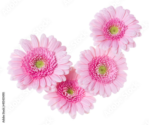 Bouquet of   pink gerbera flower heads isolated over white background closeup. Flowers bunch in air  without shadow. Top view  flat lay. .