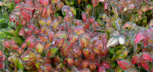 low growing landscape plants covered with ice after a freezing rain ice storm, focus is soft when looking through ice