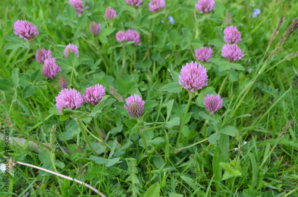 Koniczyna czerwona, Trifolium pratense, w naturalnym środowisku