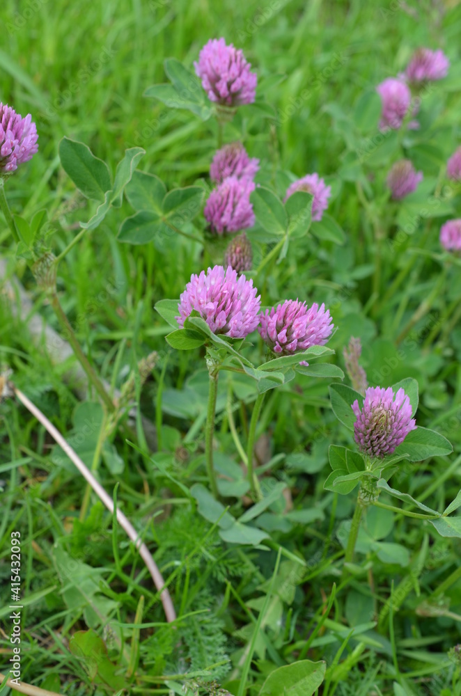 Koniczyna czerwona, Trifolium pratense, w naturalnym środowisku