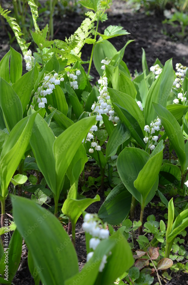 Fototapeta premium Konwalia majowa, kwitnąca roślina, Convallaria majalis