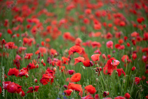 field of red poppies