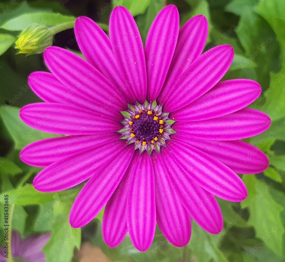 pink dahlia flower