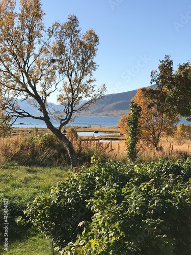 Water Beyond the Trees